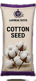 Cotton Seed