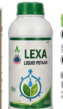 Lexa