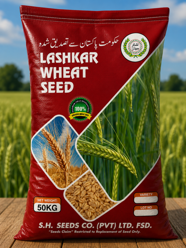 Super Wheat Seed — Lashkar Seeds