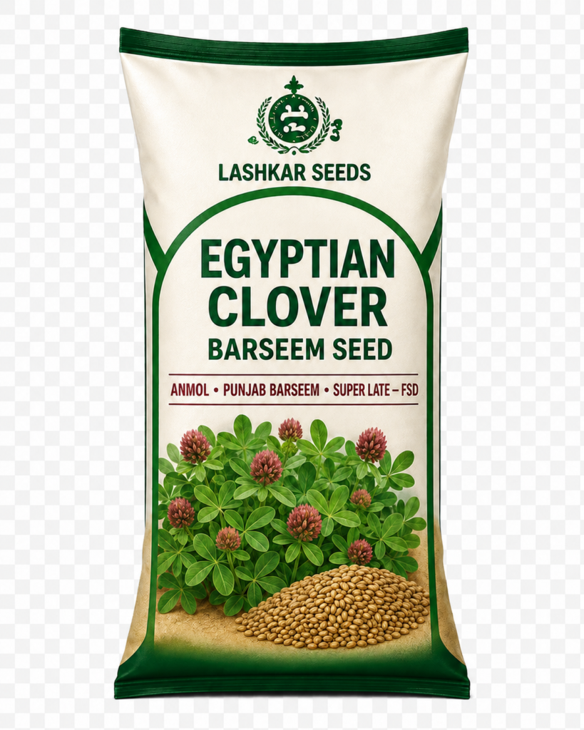 Egyptian Clover Seed — Lashkar Seeds
