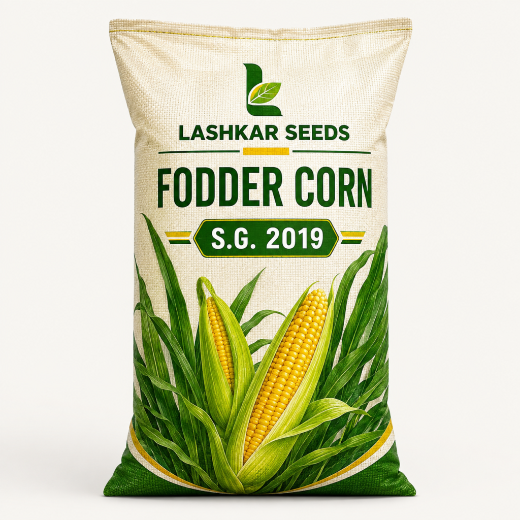 Fodder Corn — Lashkar Seeds