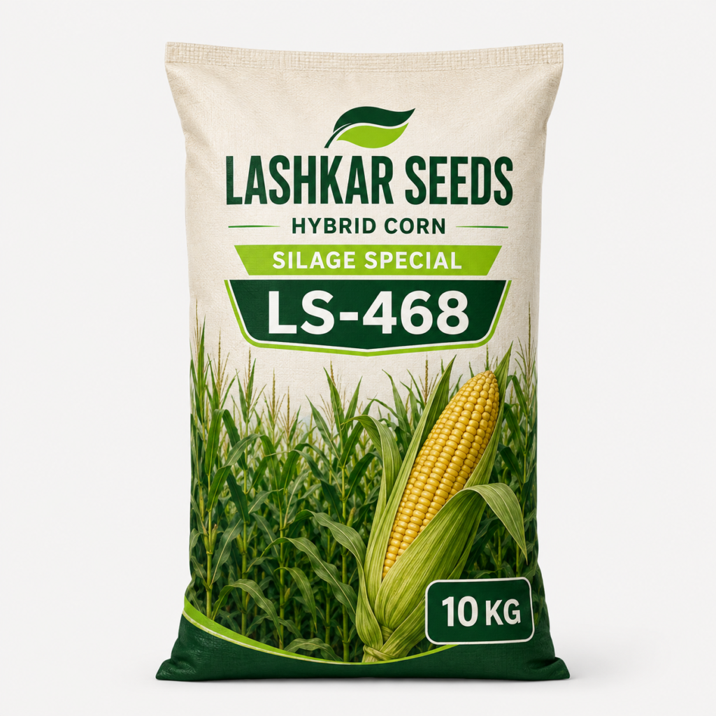 Hybrid Corn — Silage Special — Lashkar Seeds