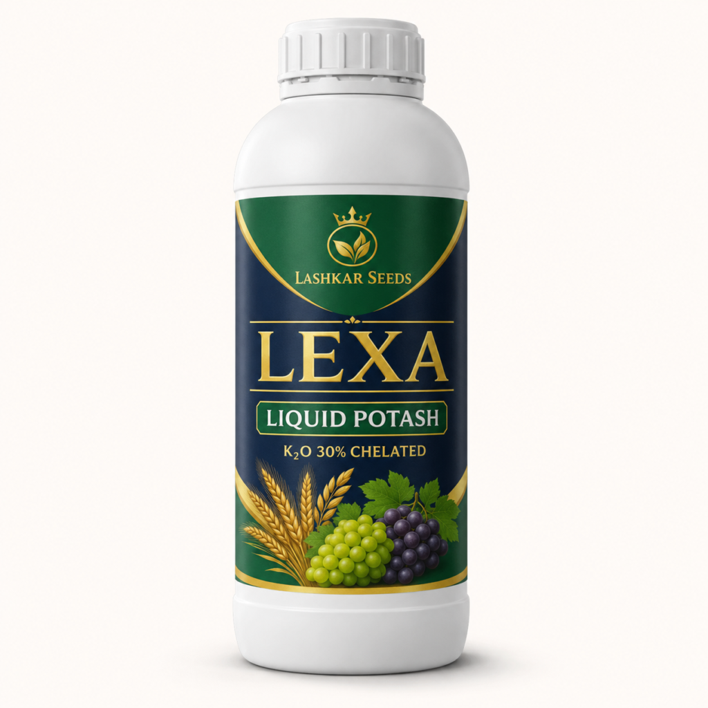 Lexa — Lashkar Seeds