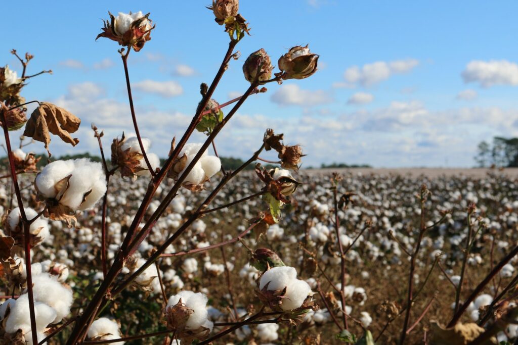 Cotton bolls growing in a field ready for boll formation stage