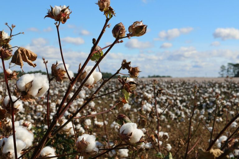 Cotton bolls growing in a field ready for boll formation stage