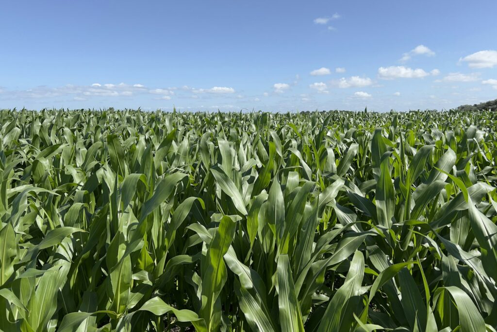 Maize field at risk of fall armyworm infestation