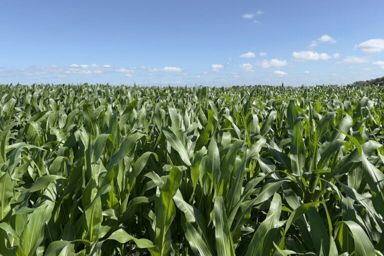 Green corn maize field under blue sky