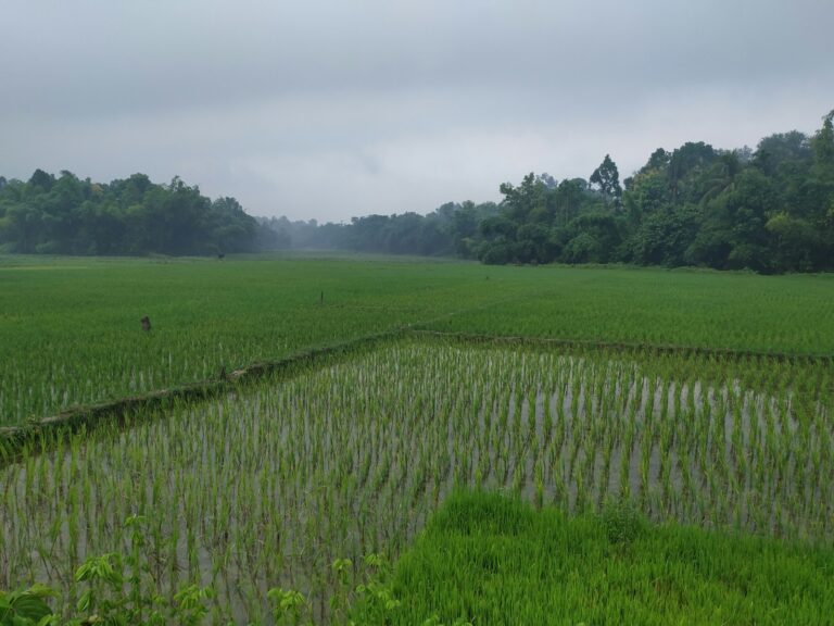 Paddy rice field where stem borer and leaf folder pests are active