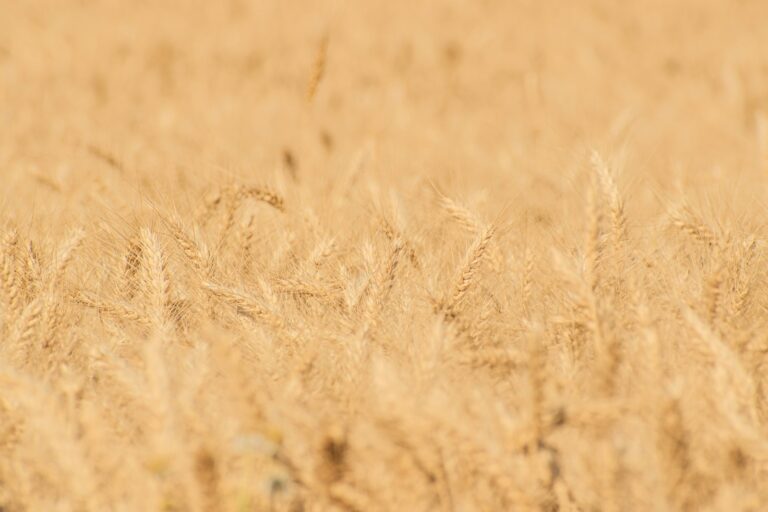Wheat field at sowing season in Punjab, Pakistan