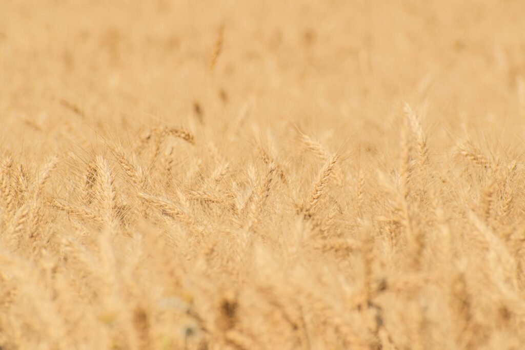 Golden wheat field ready for harvest in Pakistan